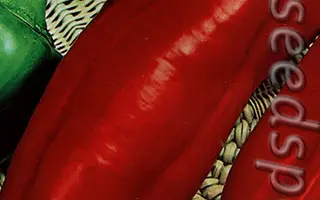 КРАСНЫЙ СЛОН