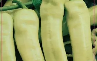 МОЛНИЯ БЕЛАЯ