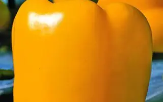 СОЛНЕЧНЫЙ ЗАЙЧИК