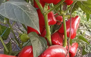 РАННЯЯ ПТАХА