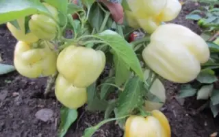 БЕЛОЕ ЗОЛОТО