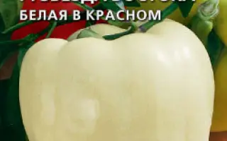 ЗВЕЗДА ВОСТОКА БЕЛАЯ