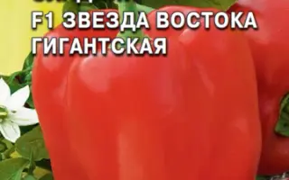 ЗВЕЗДА ВОСТОКА
