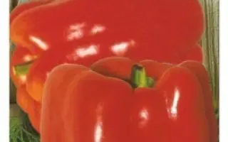 ТОЛСТЫЙ БАРОН