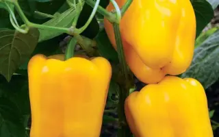 ЗОЛОТОЕ ЧУДО