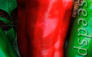 ВОЛОВЬЕ УХО