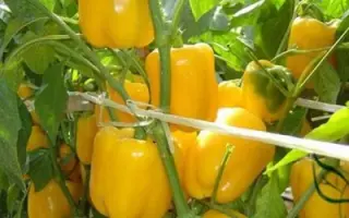 ЖЕЛТЫЙ КОЛОКОЛ