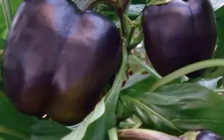 ПУРПУРНЫЙ КОЛОКОЛ