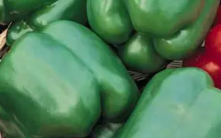 ЗЕЛЕНОЕ ЧУДО