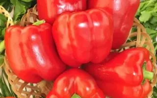 КРАСНОЕ ЧУДО