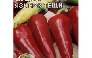 ЯЗЫЧОК ТЕЩИ