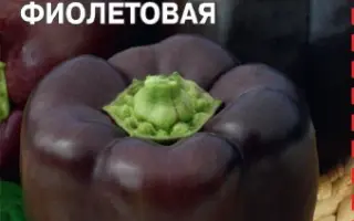 ЗВЕЗДА ВОСТОКА ФИОЛЕТОВАЯ
