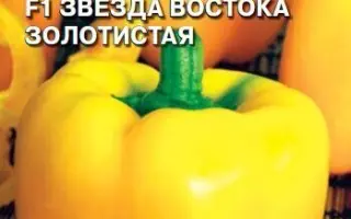 ЗВЕЗДА ВОСТОКА ЗОЛОТИСТАЯ
