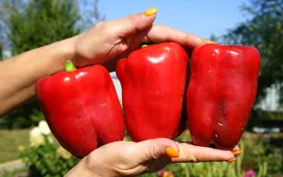 ИОЛО ВОНДЕР