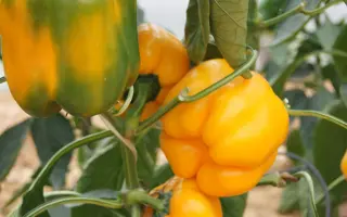 ЗОЛОТО СИБИРИ