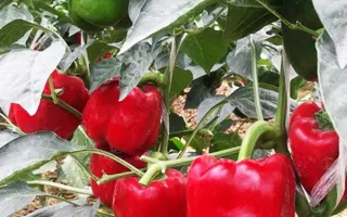 РЭД НАЙТ ЭКС 3 Р