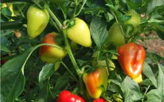 КУБАНСКИЙ КОНСЕРВНЫЙ