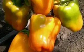 ЗОЛОТОЙ ТЕЛЕЦ