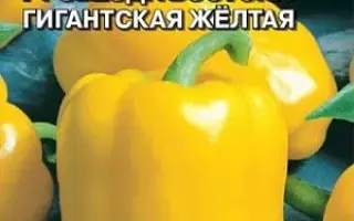 ЗВЕЗДА ВОСТОКА ЖЕЛТАЯ