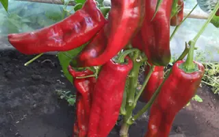 РОГ БУЙВОЛА