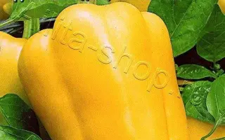 ЖЕЛТЫЙ БУКЕТ