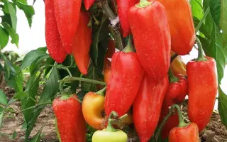 СИБИРСКИЙ КНЯЗЬ