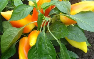 ВАЛЕНТИНКА