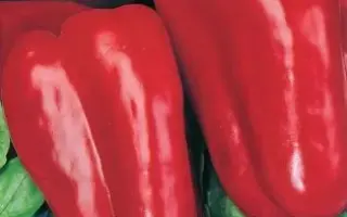 ЮБИЛЕЙНЫЙ СЕМКО