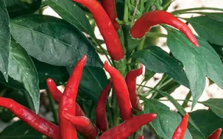 ОЧАРОВАНИЕ