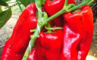 КРАСНЫЙ БЫК НК