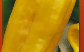 ЖЕЛТЫЙ БЫК НК