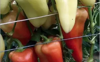 БЕЛОСНЕЖКА