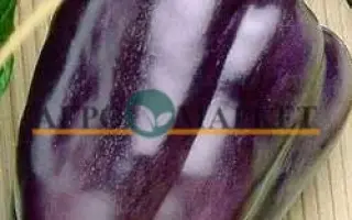 СИРЕНЕВЫЙ ТУМАН