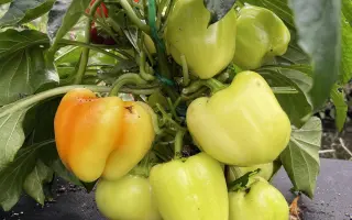 ДОБРЫНЯ НИКИТИЧ