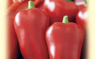 АЛЕША ПОПОВИЧ