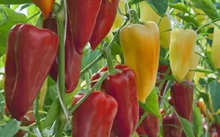 ИЛЬЯ МУРОМЕЦ