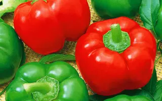 САДОВОЕ КОЛЬЦО