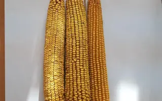 КАБАРДИНСКАЯ 3812