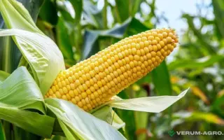 ГИПЕРБОРЕЙ