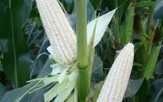 Р 07064 Х Р 08053