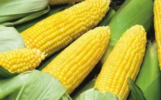 ЗОЛОТОЙ ПОЧАТОК 192 МВ