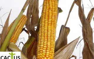 ЛИР 2227 Х ЛИР 2234