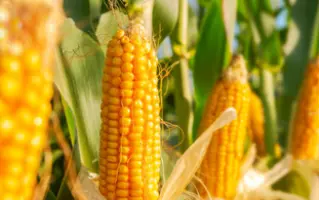 Л 72 Б 010 Х Л 72 Б 011