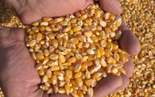 ПЯТИГОРСКИЙ 146 МВ