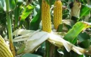 ДП 32 Ц Х ЛИМИВИ 822 ЦМ