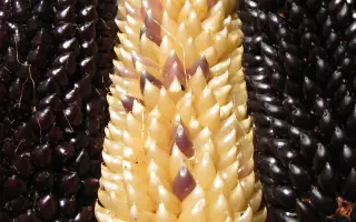 КРАСНОДАРСКИЙ ЛОПАЮЩИЙСЯ 405