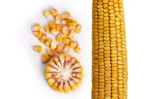 ЗОЛОТОЙ ПОЧАТОК 307 МВ