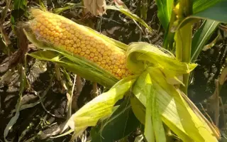 ВОРОНЕЖСКИЙ 242 МВ