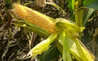 ВОРОНЕЖСКИЙ 145 МВ