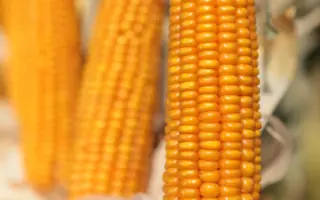 КВС КУРАСАО